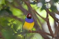 Lady Gouldian Finch Royalty Free Stock Photo