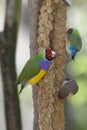 Lady Gouldian Finch Royalty Free Stock Photo