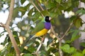 Lady Gouldian finch Royalty Free Stock Photo