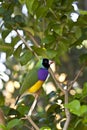 Lady Gouldian finch Royalty Free Stock Photo