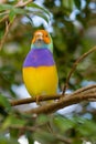 Lady Gouldian Finch (Erythrura gouldiae ) Royalty Free Stock Photo