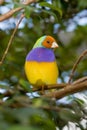 Lady Gouldian Finch (Erythrura gouldiae ) Royalty Free Stock Photo