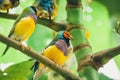 The Lady Gouldian finch, Erythrura gouldiae Royalty Free Stock Photo