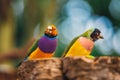 The Lady Gouldian finch, Erythrura gouldiae Royalty Free Stock Photo