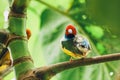 The Lady Gouldian finch, Erythrura gouldiae Royalty Free Stock Photo