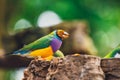 The Lady Gouldian finch, Erythrura gouldiae Royalty Free Stock Photo