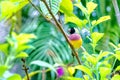 Lady Gouldian Finch, Female With Black Head On A Branch Royalty Free Stock Photo