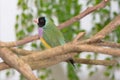 Lady Gouldian Finch Royalty Free Stock Photo