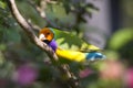 Lady Gouldian Finch perched - Erythrura gouldiae Royalty Free Stock Photo