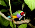 Lady Gouldian Finch on a Plant Royalty Free Stock Photo