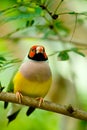 Gouldian Finch