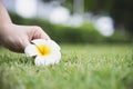 Lady hand pick plumeria flower from green grass ground