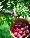 Lady hand picking fresh ripen plum from tree branch to round bamboo basket load of homegrown fruits green foliage leaves