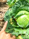 Asian woman hand showing large caterpillar crawling at homegrown garden near Dallas, Texas, USA