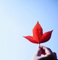 Lady holding colorful red maple leaf with clear bright blue sky background Royalty Free Stock Photo