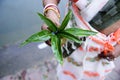 A lady holding a pot with mango leaf during a ritual of wedding in India Royalty Free Stock Photo