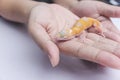 A lady holds a friendly juvenile leopard gecko in his hand. A reptile lover, pet owner or herpetologist Royalty Free Stock Photo