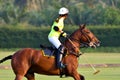 Lady horse polo players are competin Royalty Free Stock Photo