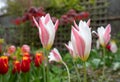 Lady Jane tulips amongst other plants, shrubs and greenery in a slightly neglected, messy, overgrown suburban garden.