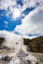 Lady Knox Geyser while Erupting in Wai-O-Tapu Geothermal Area, New Zealand Royalty Free Stock Photo