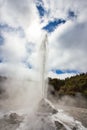 Lady Knox Geyser while Erupting in Wai-O-Tapu Geothermal Area, New Zealand Royalty Free Stock Photo