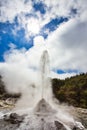 Lady Knox Geyser while Erupting in Wai-O-Tapu Geothermal Area, New Zealand Royalty Free Stock Photo