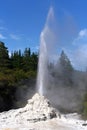 Lady Knox Geyser, New Zealand Royalty Free Stock Photo