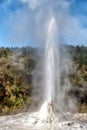 Lady Knox Geyser in Wai-O-Tapu National Park, Rotorua - New Zeal