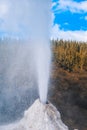 Lady Knox Geyser at Wai-O-Tapu Thermal Wonderland near Rotorua, North Island, New Zealand Royalty Free Stock Photo