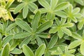 The lady mantle Alchemilla hoppeana