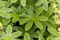 The lady mantle Alchemilla hoppeana