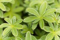 The lady mantle Alchemilla hoppeana Royalty Free Stock Photo