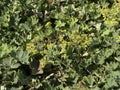 Lady mantle alchemilla plant flower close up Royalty Free Stock Photo