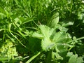 Lady mantle leaf with morninw dew drops