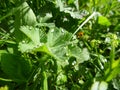 Lady mantle leaf with morninw dew drops