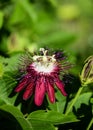 Lady Margaret Passionflower with leaves background