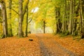 Lady Mary's Walk, Crieff, Scotland, UK