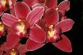 ORCHIDEE LADY MOXHAM MARY cymbidium