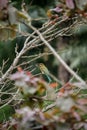 The lady next door a sri lankan bird sitting on the branch of colourful tree