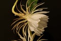 Lady of the Night cactus, Epiphyllum oxypetalum open partial side view Royalty Free Stock Photo