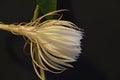 Lady of the Night cactus, Epiphyllum oxypetalum, partial open side view one flower Royalty Free Stock Photo