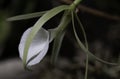 `Lady of the Night` Orchid Royalty Free Stock Photo