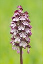 Lady orchid