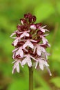 The lady orchid flower during spring