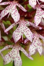 The lady orchid flower during spring