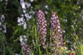 Lady Orchid Orchis purpurea Royalty Free Stock Photo