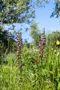 Lady Orchid Orchis purpurea Royalty Free Stock Photo