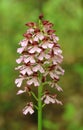 The lady orchid Orchis purpurea Royalty Free Stock Photo