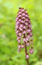 The lady orchid Orchis purpurea Royalty Free Stock Photo