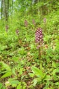 The lady orchid Orchis purpurea Royalty Free Stock Photo